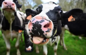 Les Vaches folles